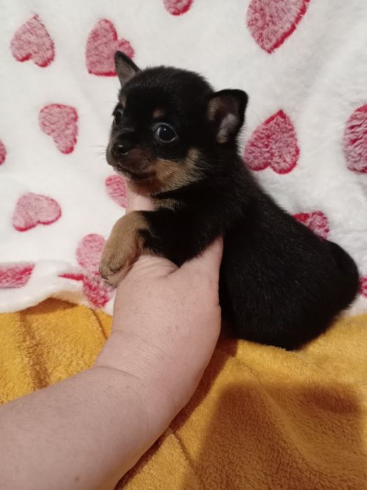 Продам щенка шпице тоя