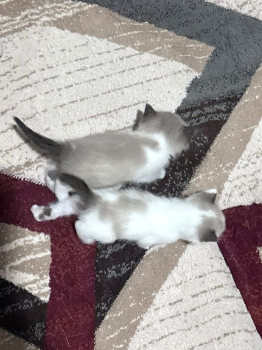 Котята мальчики очень красивые