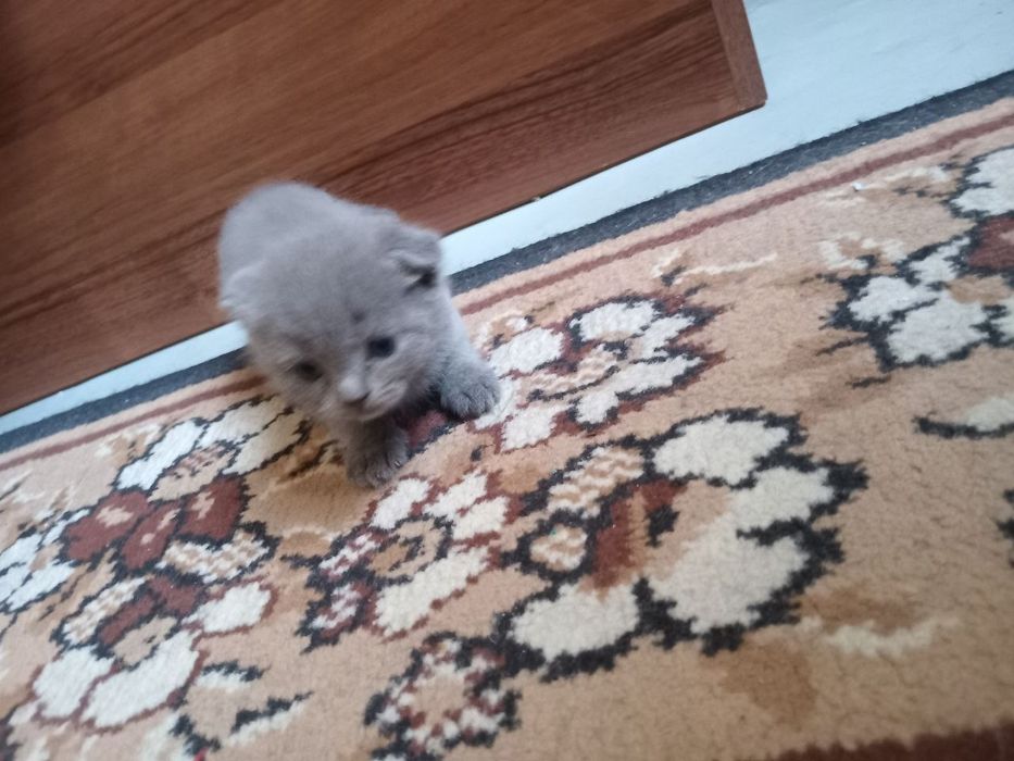 Продаю котят шатланских фолды