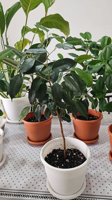 Комнатные  цветы