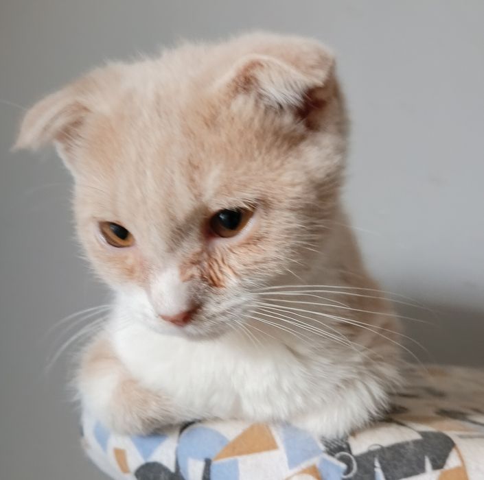 Продаю котят Шетландский вислоухий.