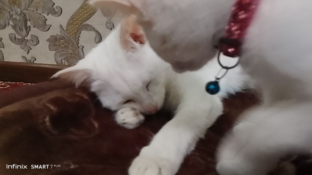 Turk angorasi vyazka