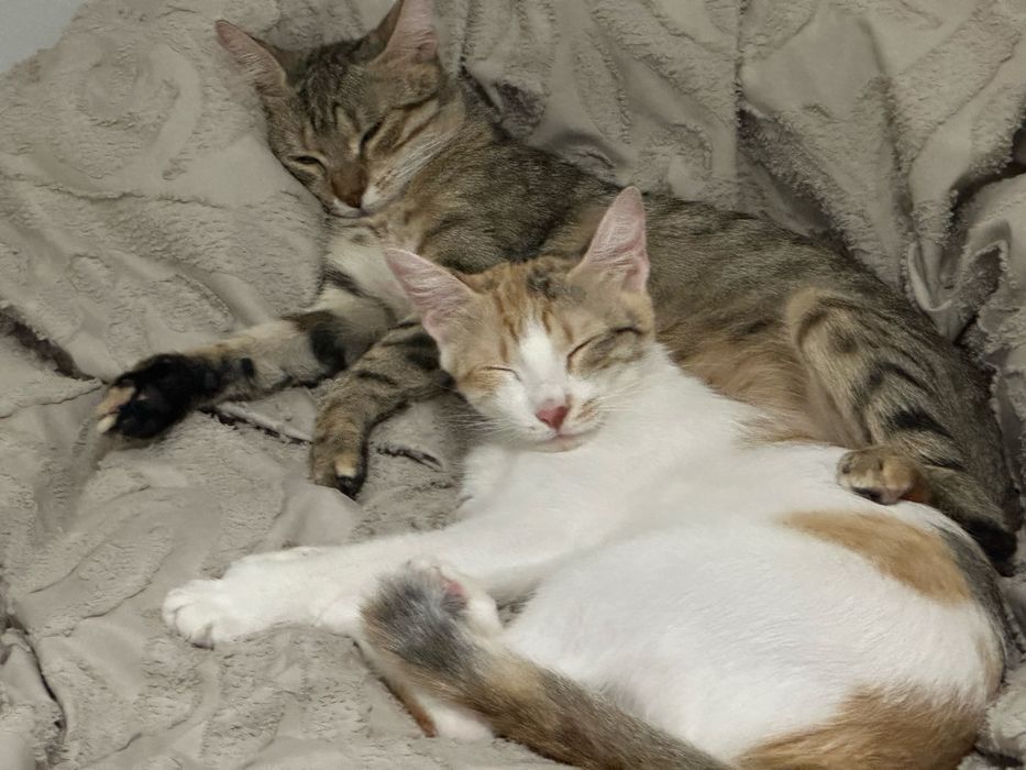 Търси се любящ дом за гальовна котка Зевс