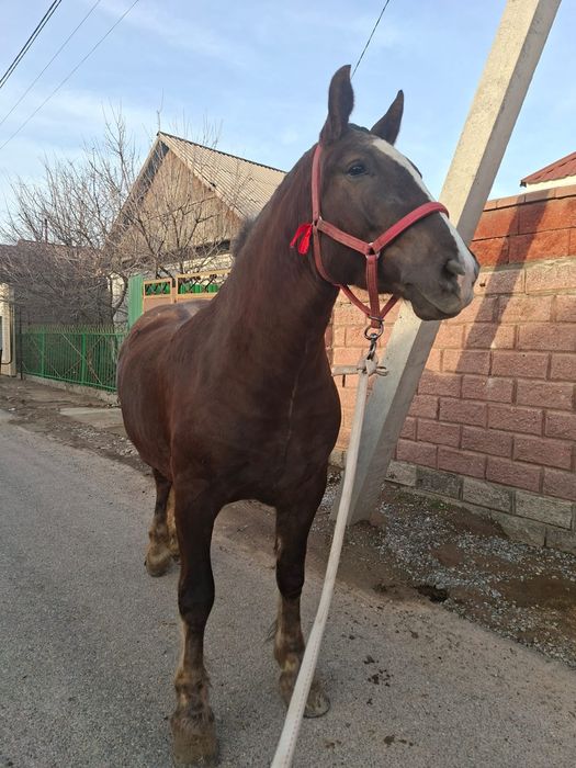 Продам супер кобылу