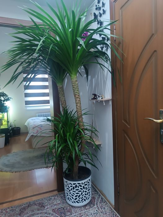 Офиз ва уйлар учун гўзал гуллар