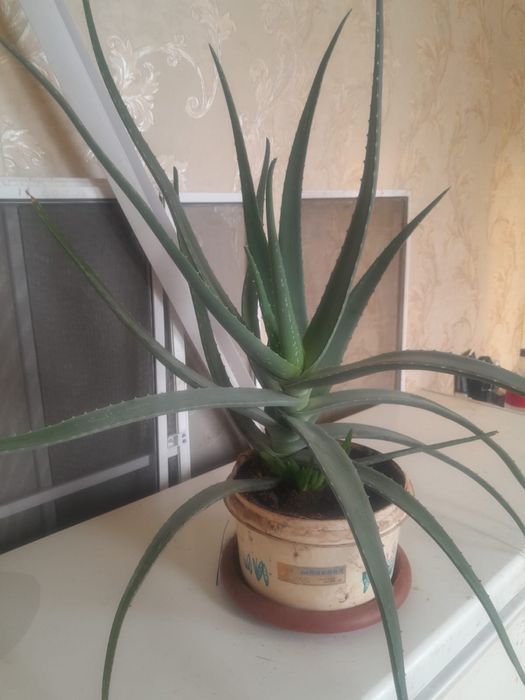 Продам Алое.