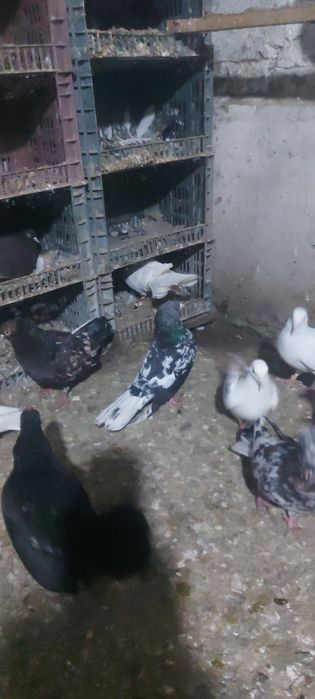 Челкар туркмени лет с игрой летные