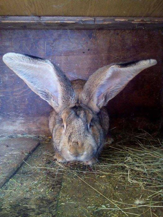 продавам зайци великани белгиски и жълти