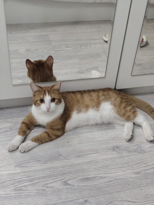 Отдам котика в добрые и заботливые руки
