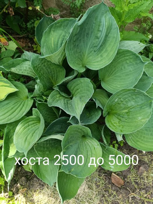 Продам хосты разный
