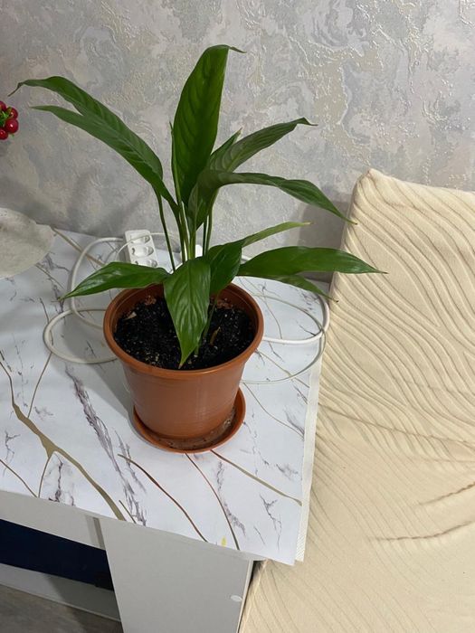 Женское счастье! Комнатные цветы! Срочно!