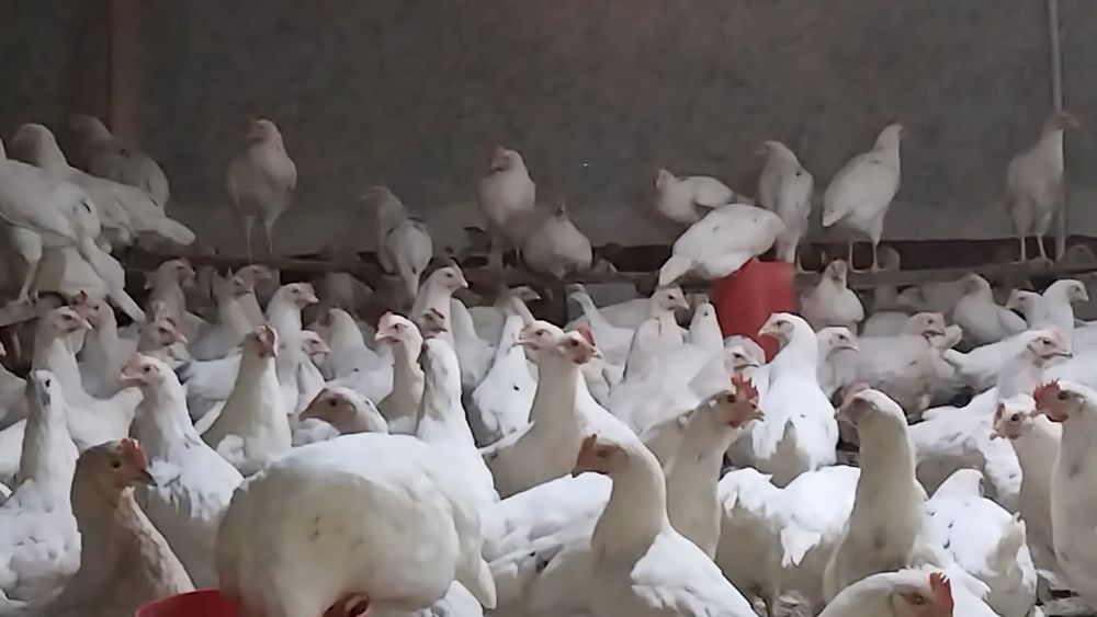 Loman sendi malotka tuxumga yaqin 1 qoʻldan sotiladi