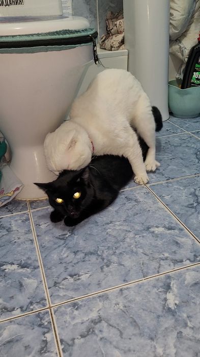 Вязка Кот шотландский вислоухий