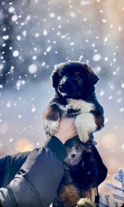 Щенки в добрые руки.