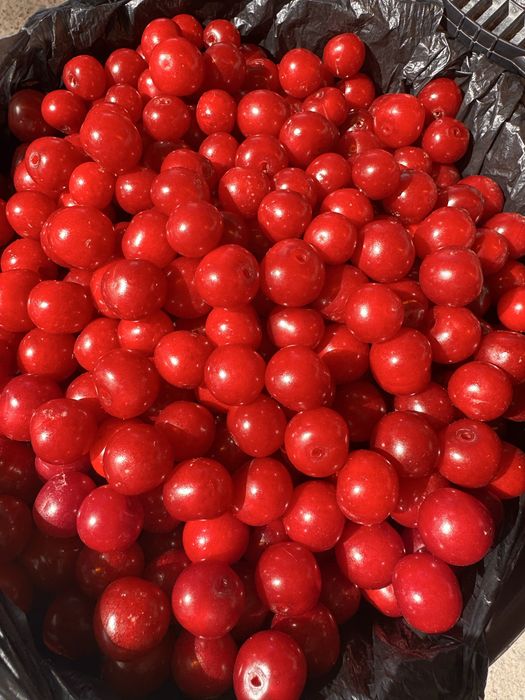 Вишня спелая и крупная