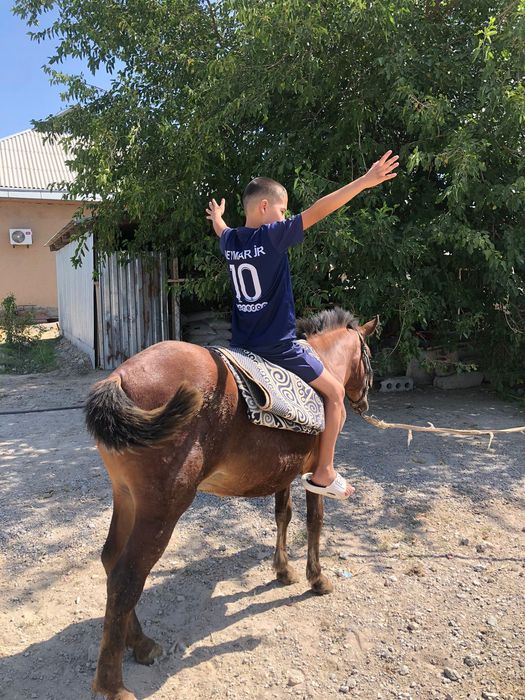 пони сатылымда .