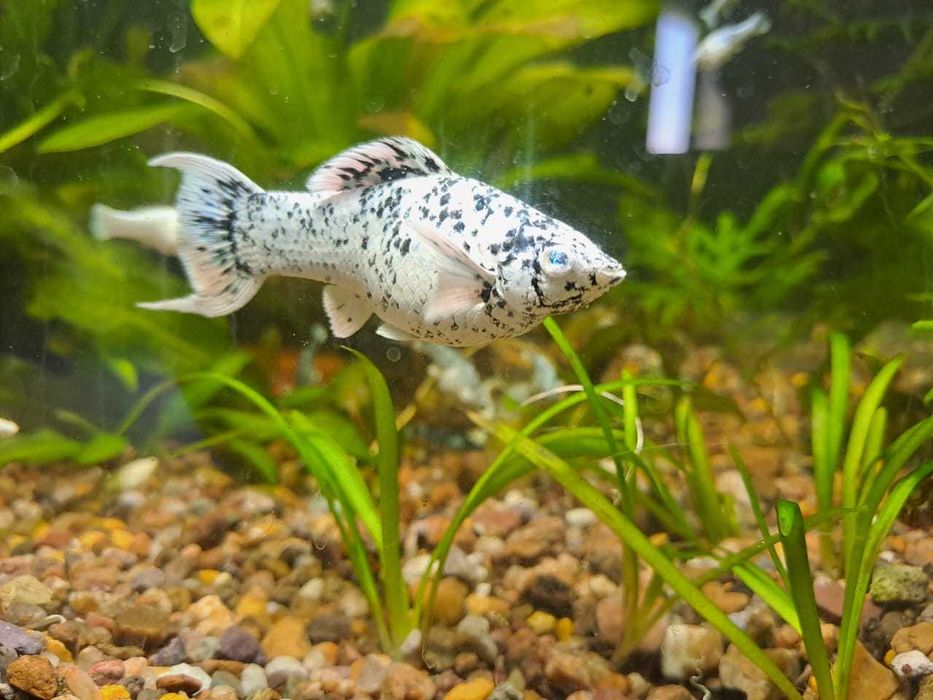 моллинезия  далматинец