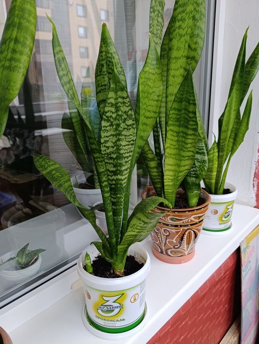 Комнатные растения