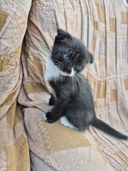 продам котят шотландских
