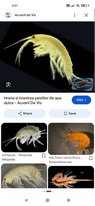 Gamarus, hrana vie pești de vânzare.