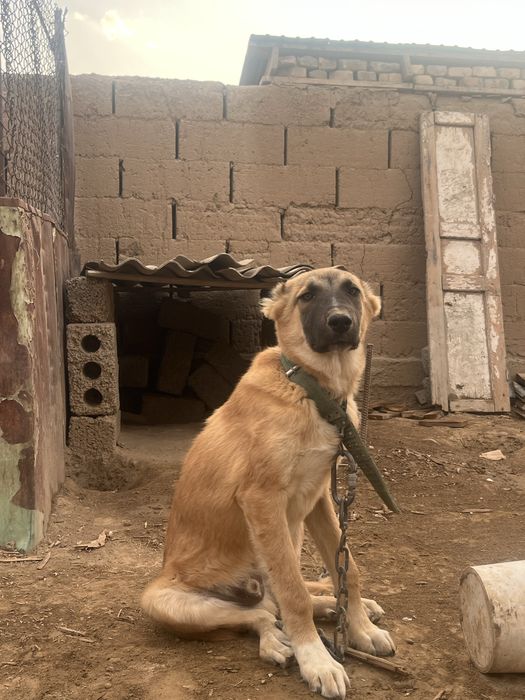 Төбет күшік. Сатылады