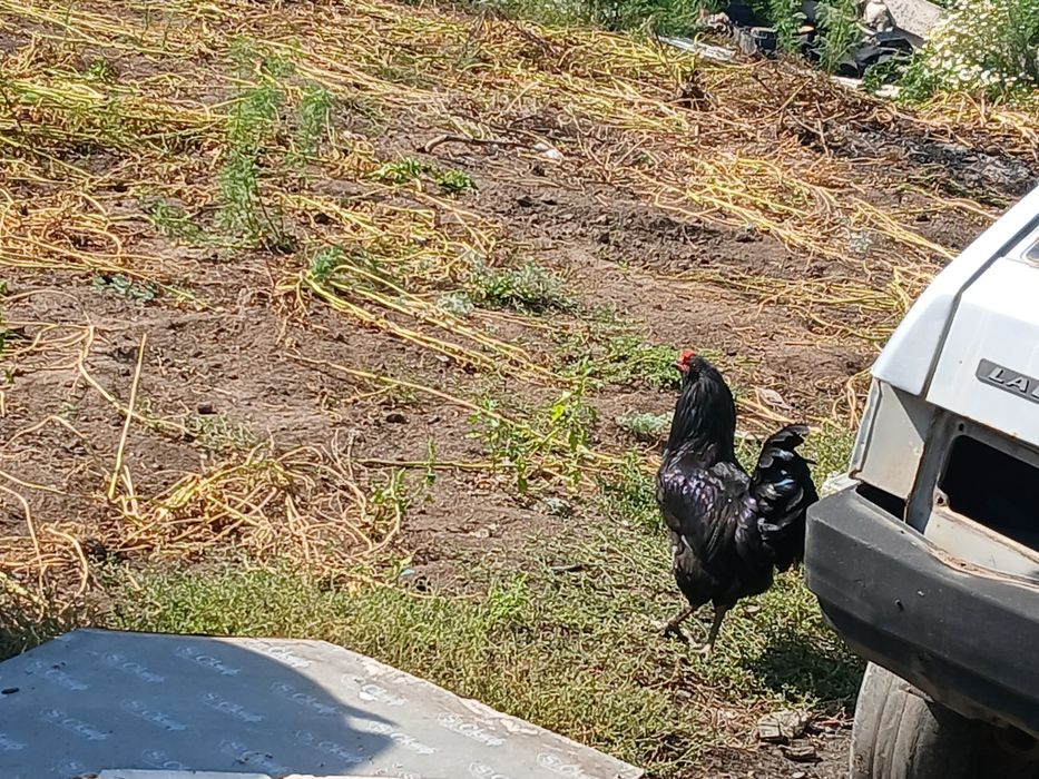 Продам домашних петухов,молодые здоровые