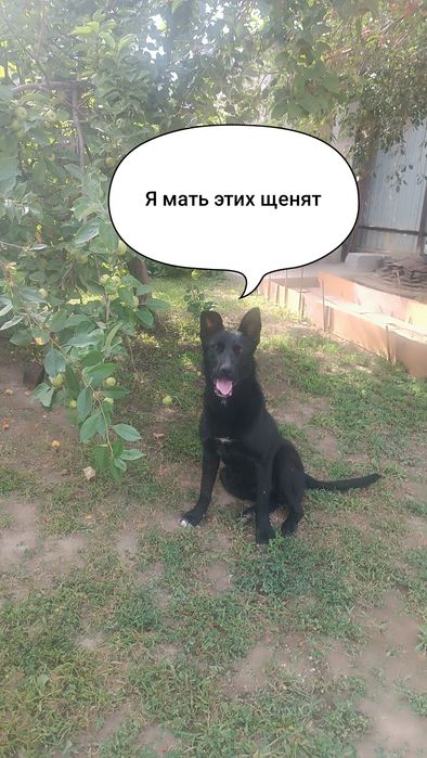 Щенки - обязательно в заботливые руки!