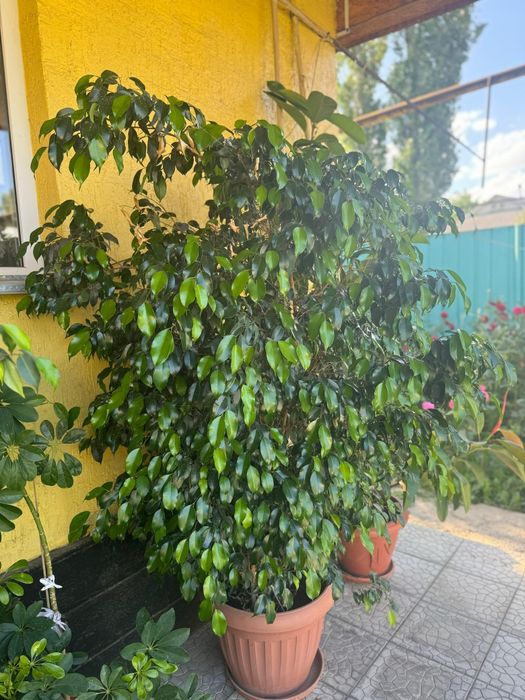 Фикус -1.80см Бенджамина1.8см