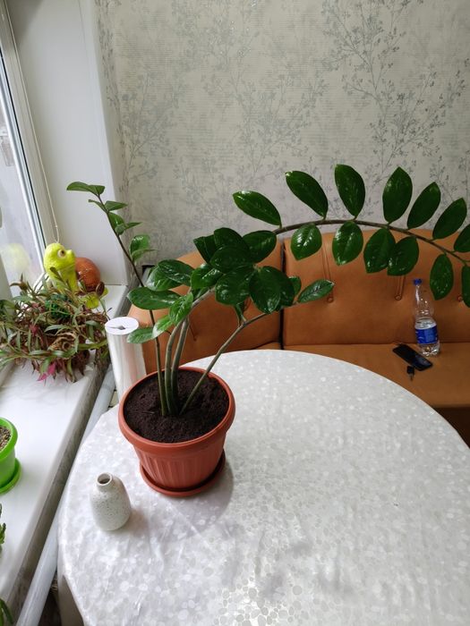 Замиокулькас (долларовое дерево)
