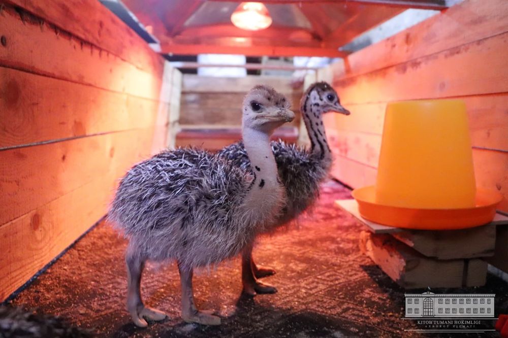 Страусы Туякушлар