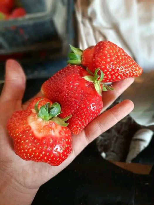 Расад Ягоди: Азия,КлериАлбион