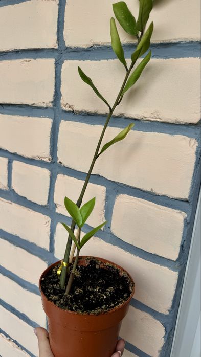 Цветы комнатные, все в горшках