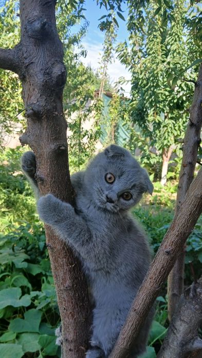 Скоттиш фолд  3 месяца девочка