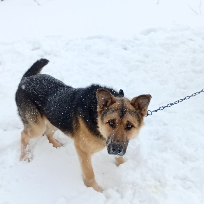 еркек ит сатлады Овчарка