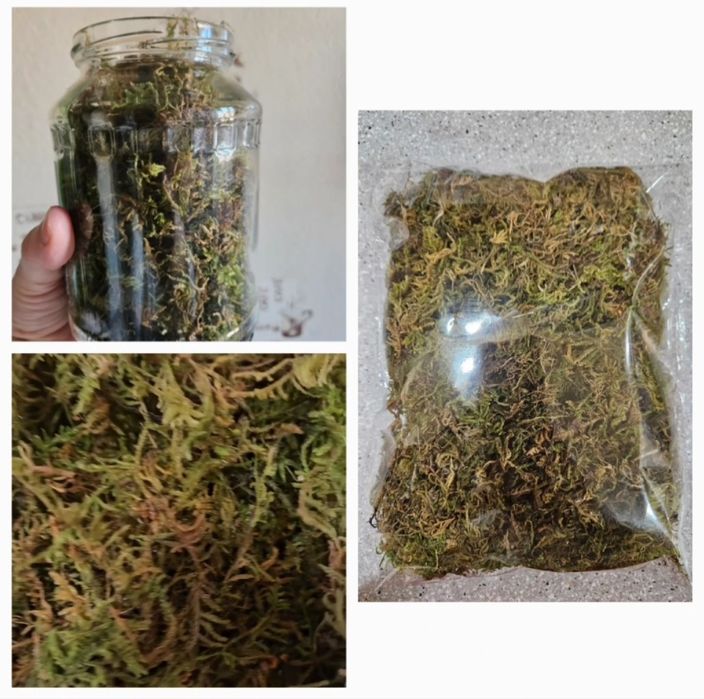 Сухой мох, гипнум кипарисовый