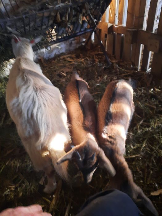 De vânzare capră cu doi iezi alpini