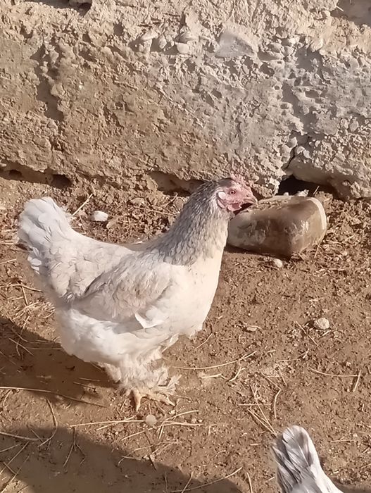 Простой мекендер