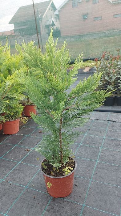 Leylandii Gold Rider