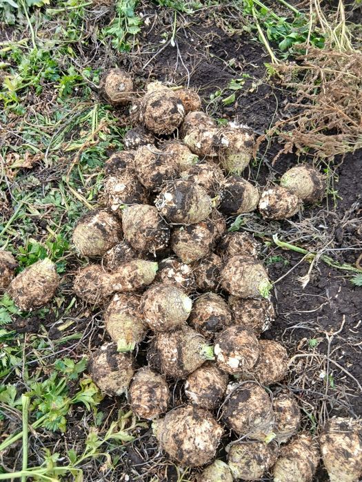 Telina nespalata 2025