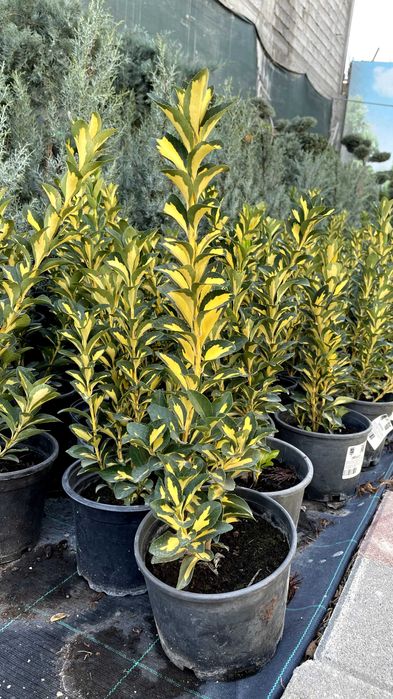 Бересклет японский