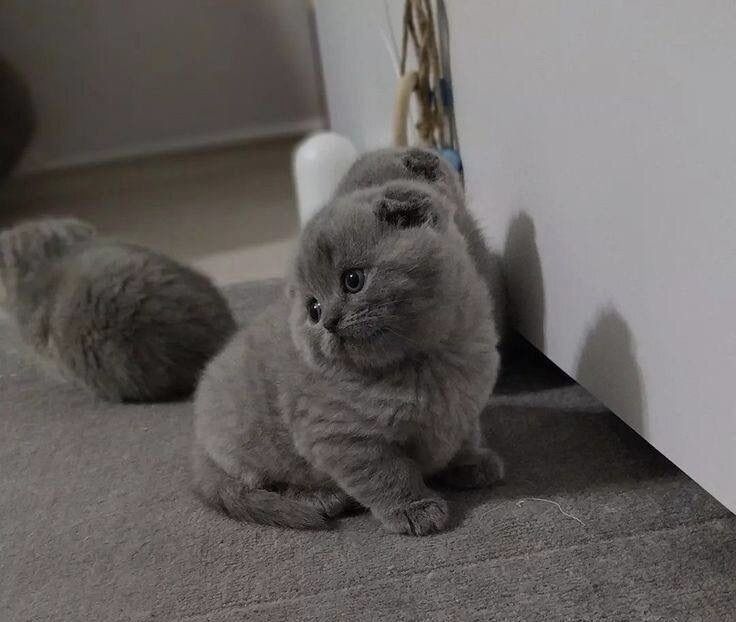 Вислоухие Шотландские котята