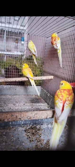 Папугай певчи сотилади