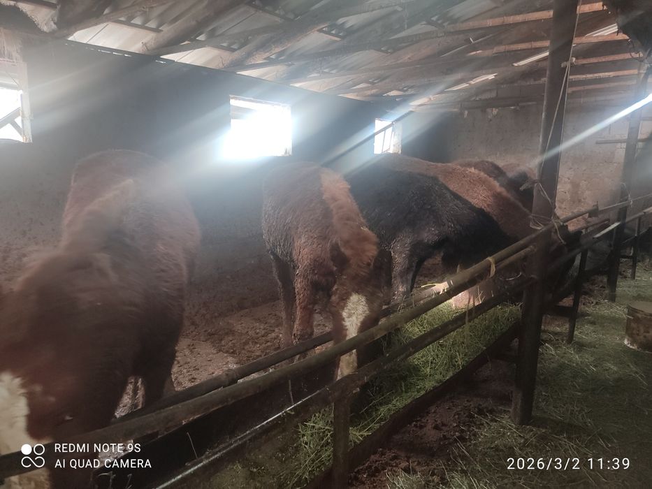 8 бас тай 430/580мын арасында