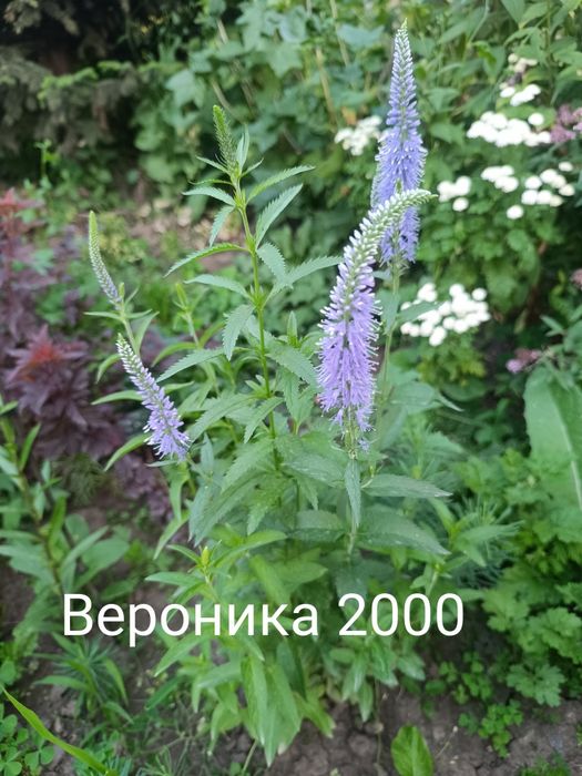 Продам флоксы  многолетний