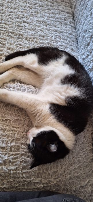 Mica pisica cauta familie pe bune