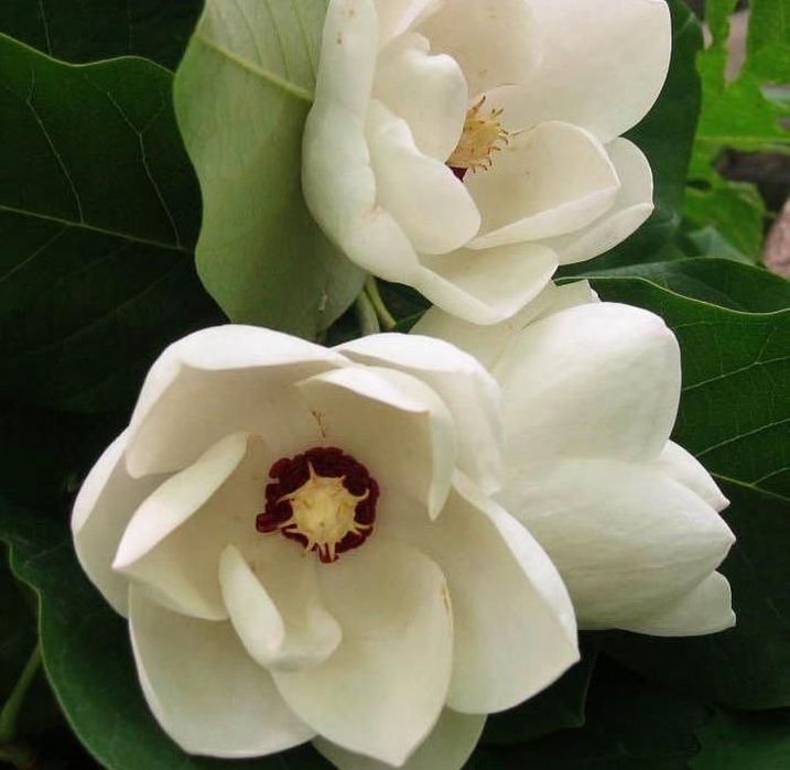 Магнолия уруги, семена магнолии