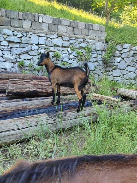 Țap alpin francez