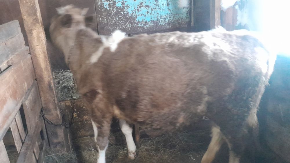 Продам телку 1 год