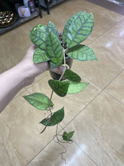 Хоя калистофилла калимантан, обовата вар, борнео гунинг гадинг