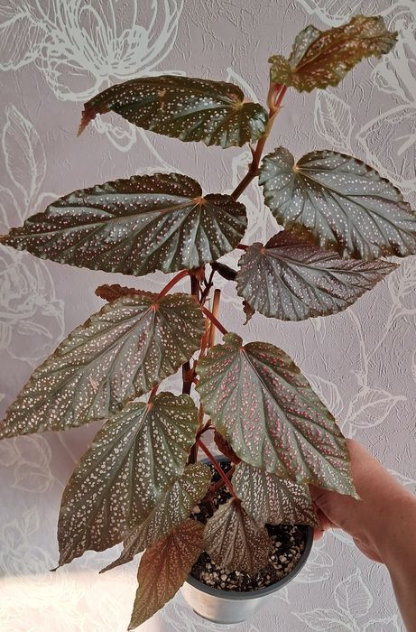 Комнатные цветы неприхотливые